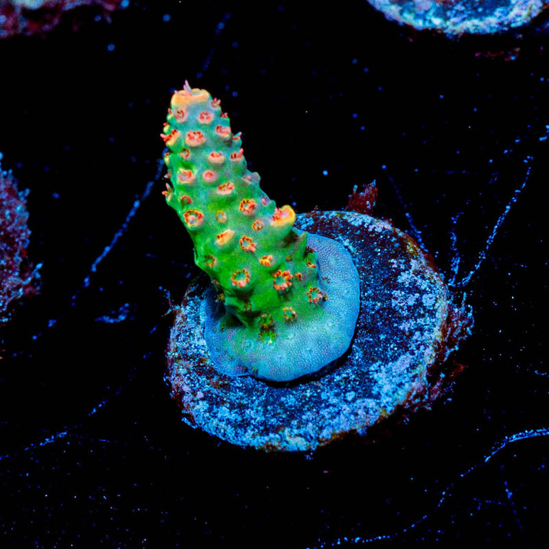 Princess Peach Acropora