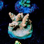 Bali Shortcake Acropora - riptide aquaculture llc