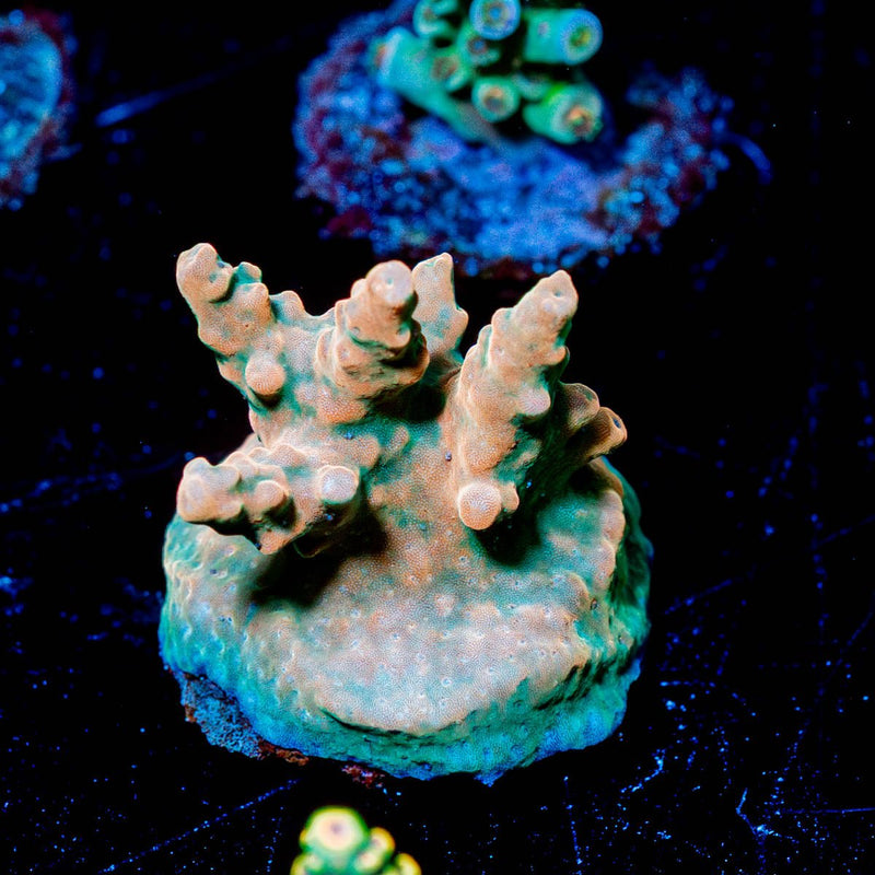 Bali Shortcake Acropora