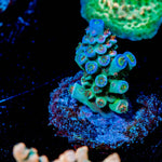 TSA Rainbow Fusion Acropora - riptide aquaculture llc