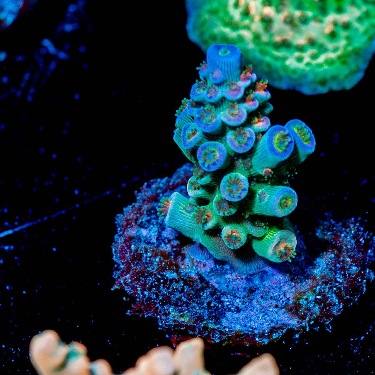 TSA Rainbow Fusion Acropora - riptide aquaculture llc