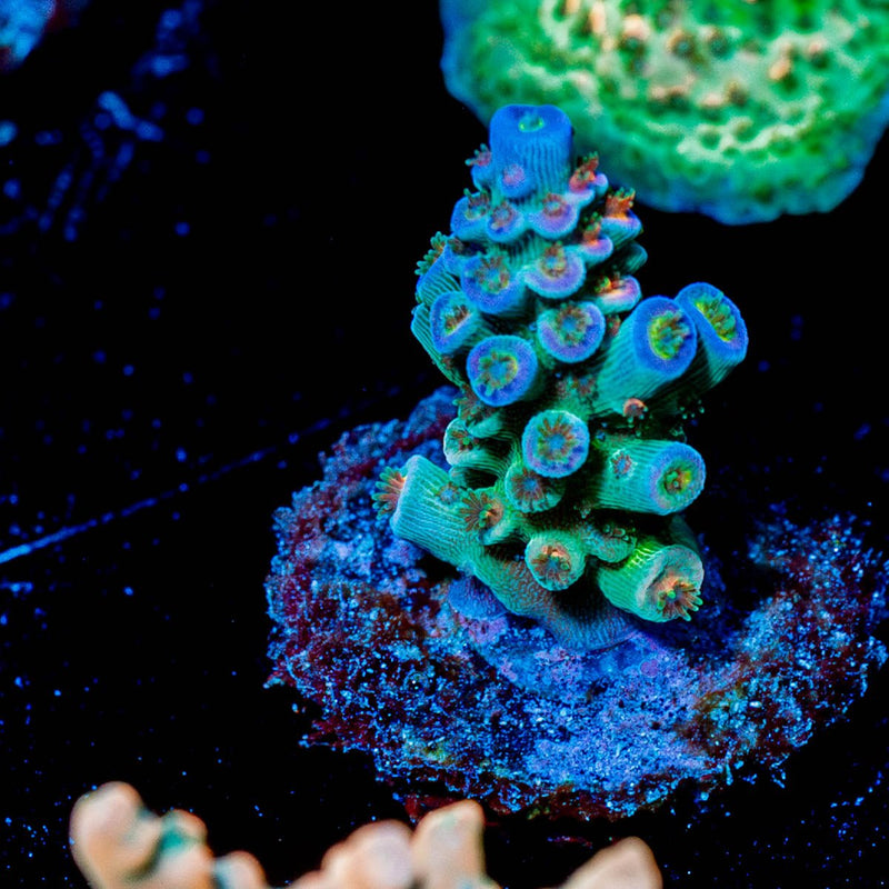 TSA Rainbow Fusion Acropora