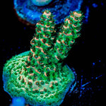 Robot Santa clause Acropora - riptide aquaculture llc