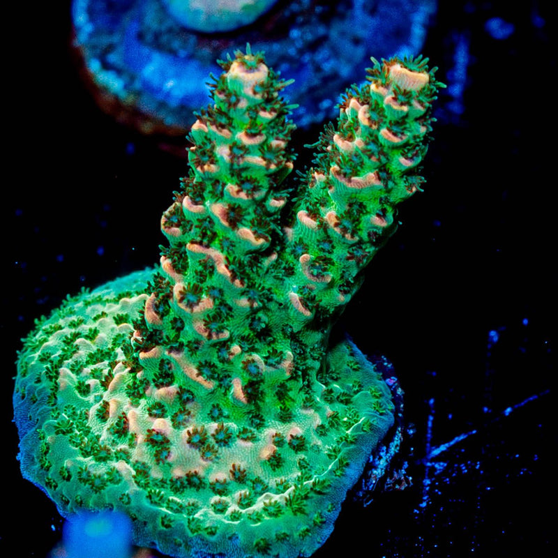 Robot Santa clause Acropora