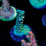 TSA Rainbow Fusion Acropora - riptide aquaculture llc
