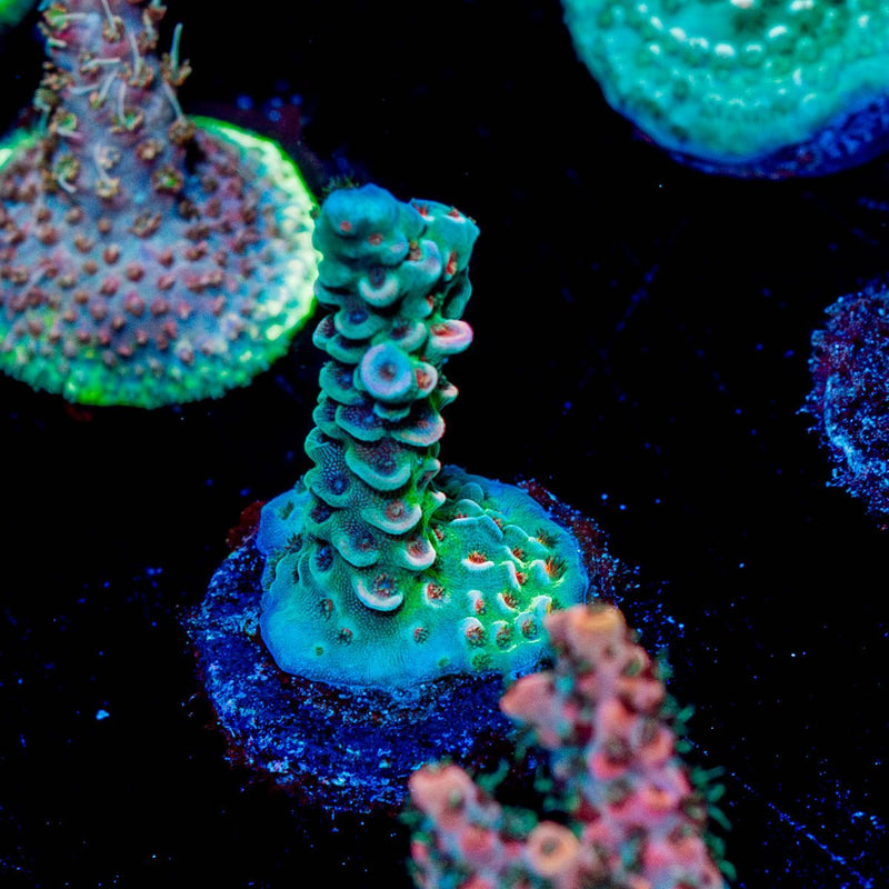 TSA Rainbow Fusion Acropora