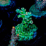 Pink Flamingo Tenuis - riptide aquaculture llc