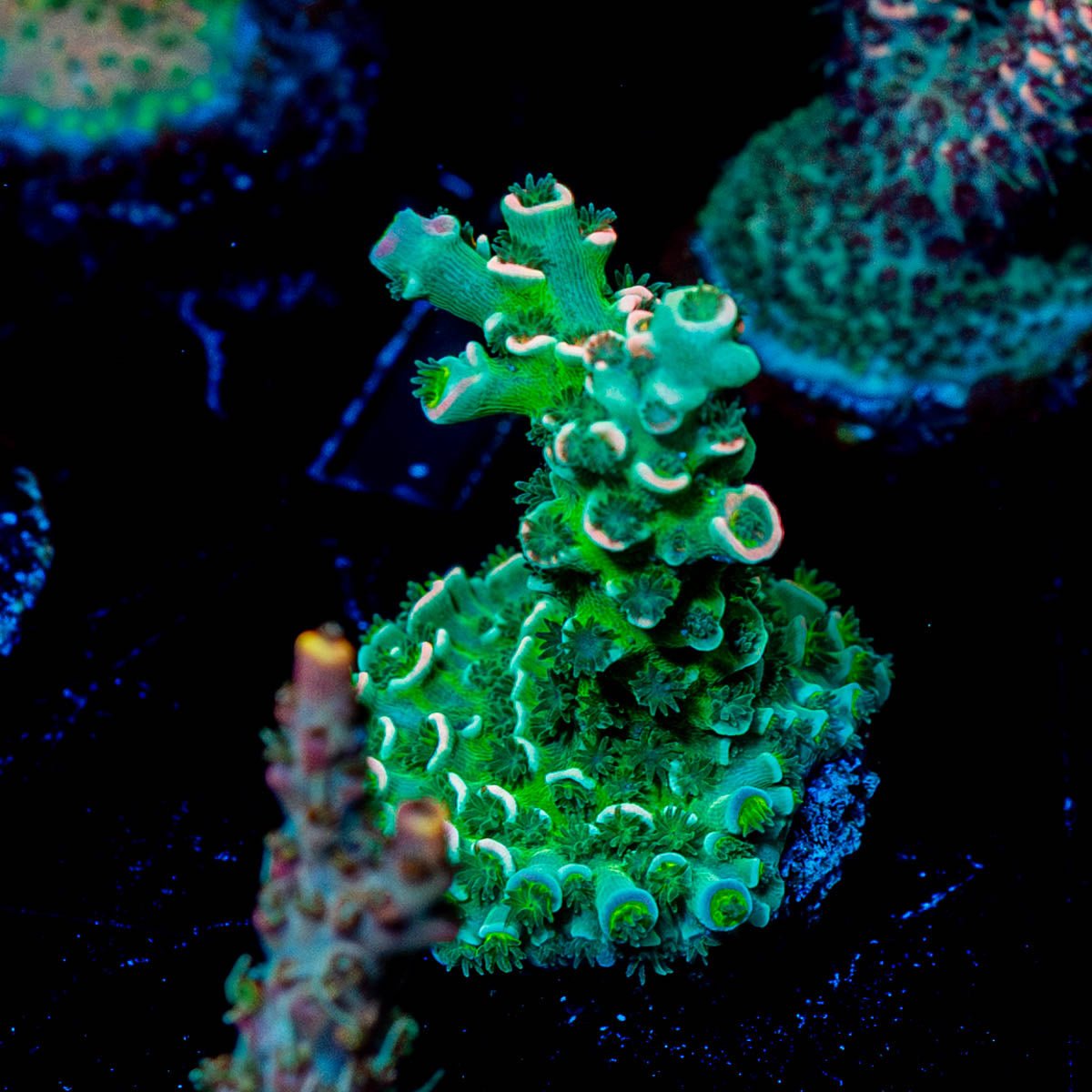 Pink Flamingo Tenuis - riptide aquaculture llc