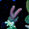 Judge Judy Milliopora - riptide aquaculture llc