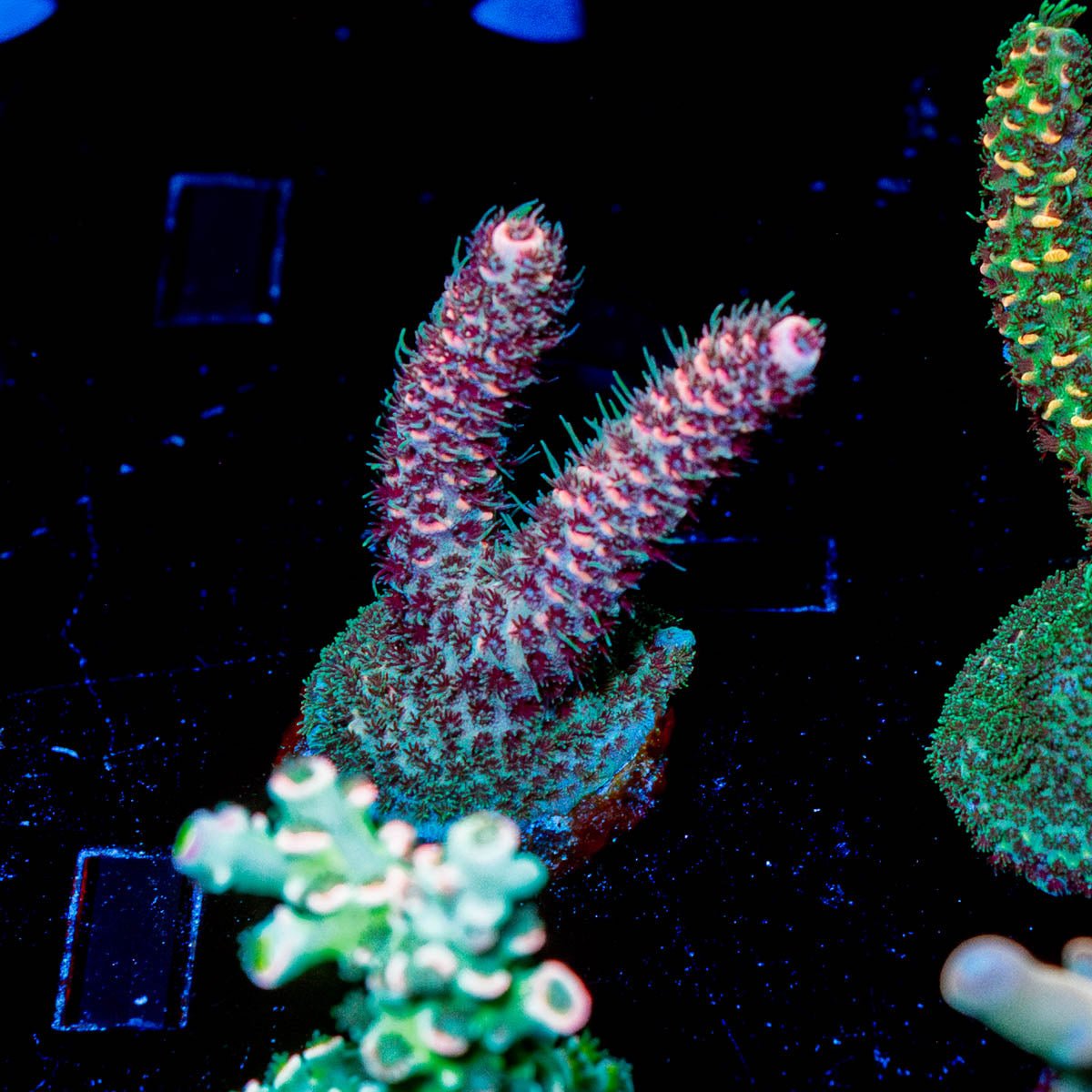 Judge Judy Milliopora - riptide aquaculture llc