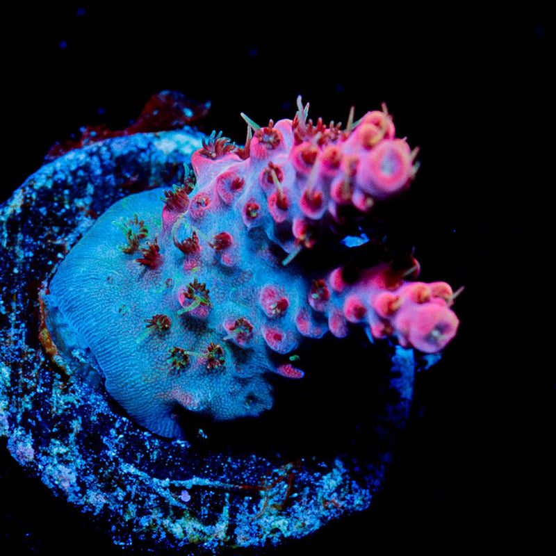 Night Fury Acropora