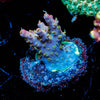 Purple Haze Acropora - riptide aquaculture llc