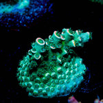 Pink Flamingo Tenuis - riptide aquaculture llc