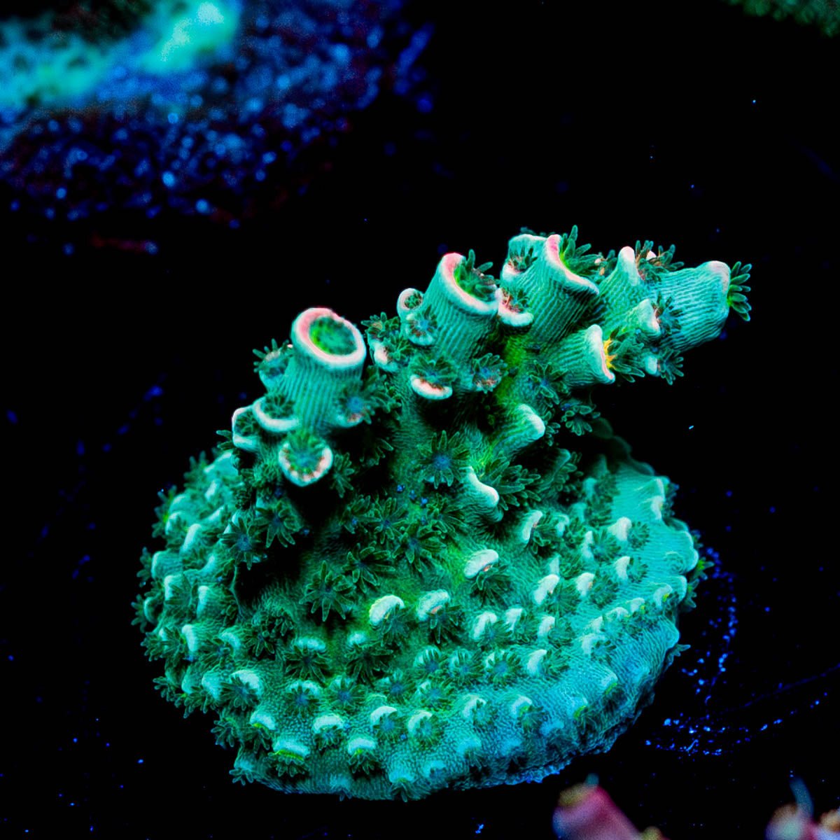 Pink Flamingo Tenuis - riptide aquaculture llc