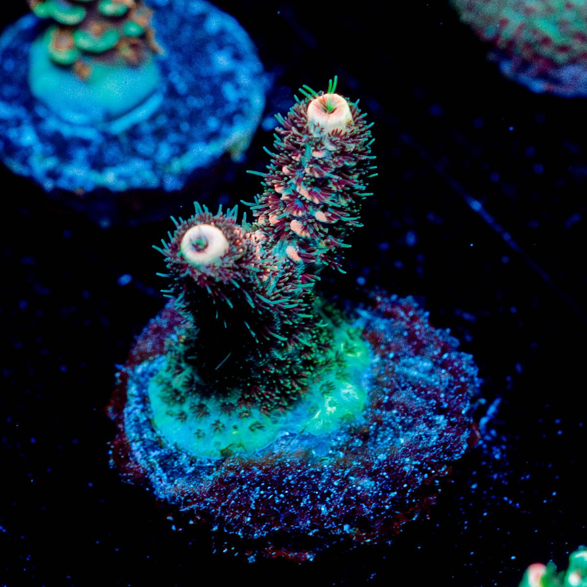 Judge Judy Milliopora - riptide aquaculture llc