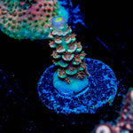 Globe Master Tenuis - riptide aquaculture llc