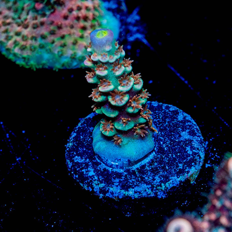 Globe Master Tenuis