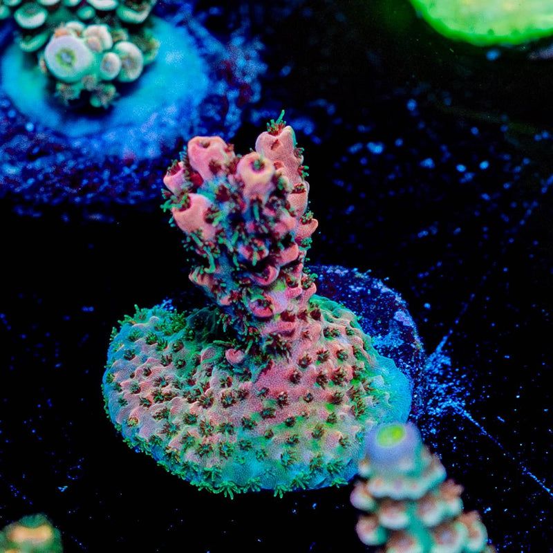 Night Fury Acropora