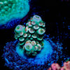 Chevron Tenuis - riptide aquaculture llc