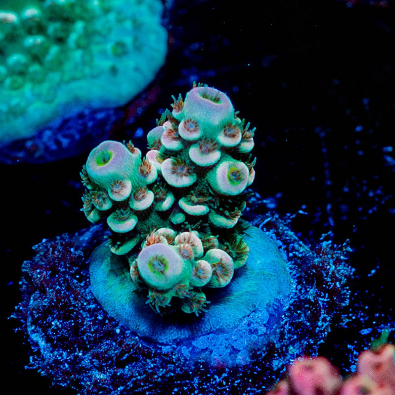 Chevron Tenuis