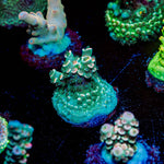 Pink Flamingo Tenuis - riptide aquaculture llc