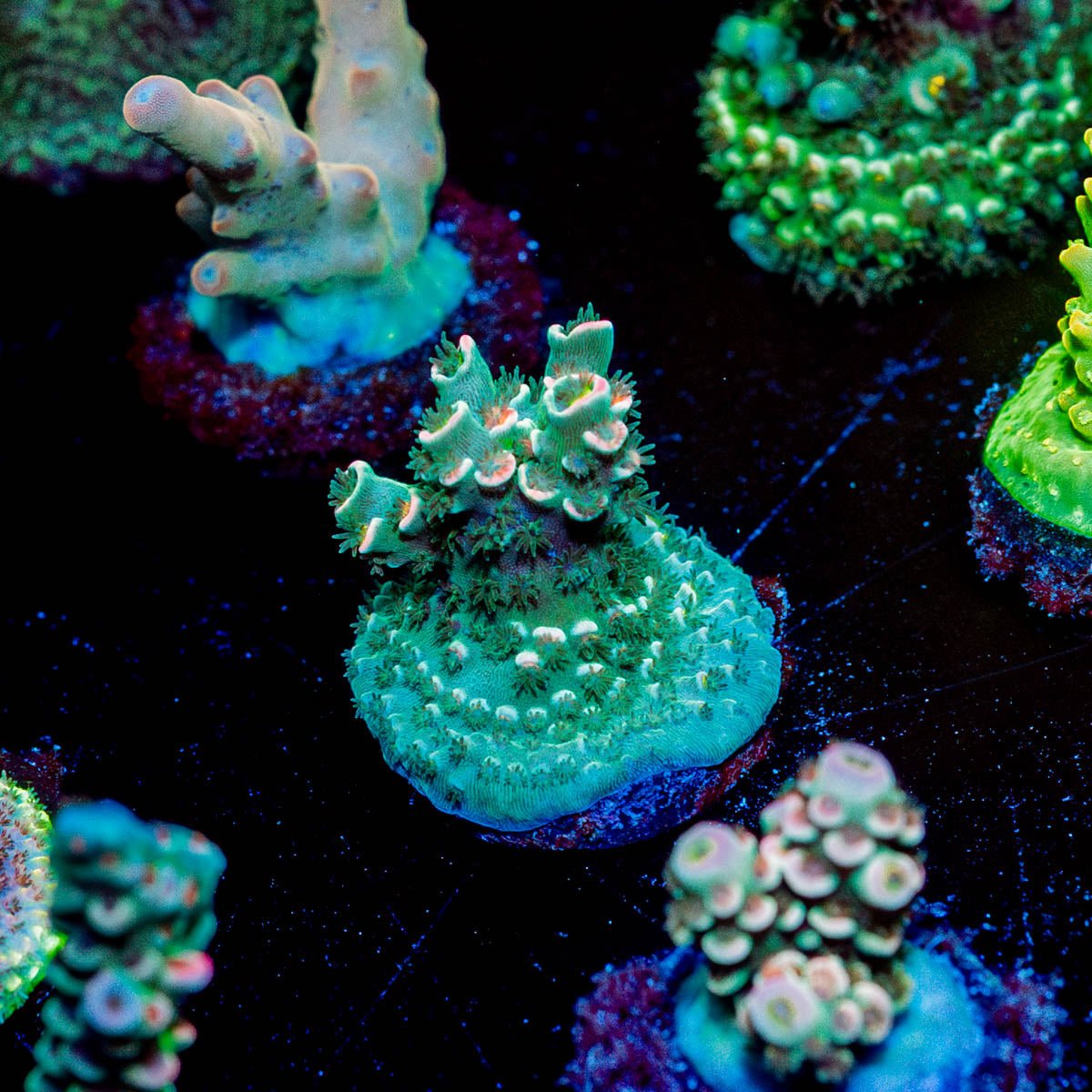 Pink Flamingo Tenuis - riptide aquaculture llc