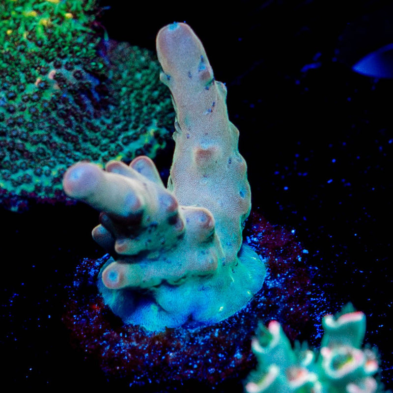 Banana Hands Acropora