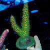 Sky Walker Milliopora - riptide aquaculture llc