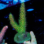 Sky Walker Milliopora - riptide aquaculture llc