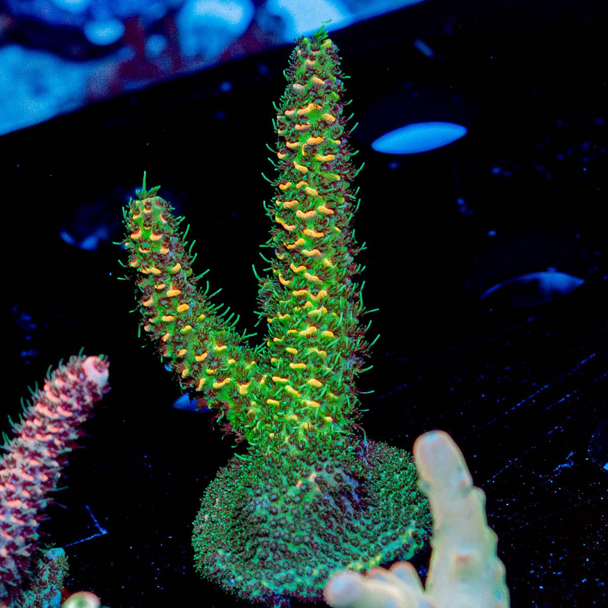Sky Walker Milliopora - riptide aquaculture llc
