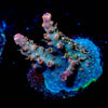 Purple Haze Acropora - riptide aquaculture llc