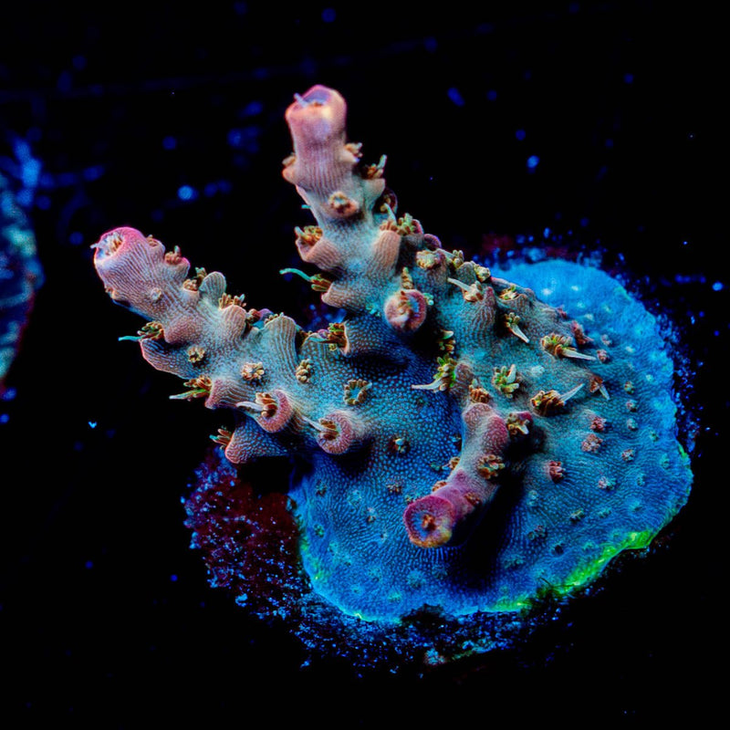 Purple Haze Acropora