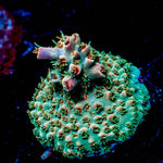 Buzz LightYear Acropora - riptide aquaculture llc