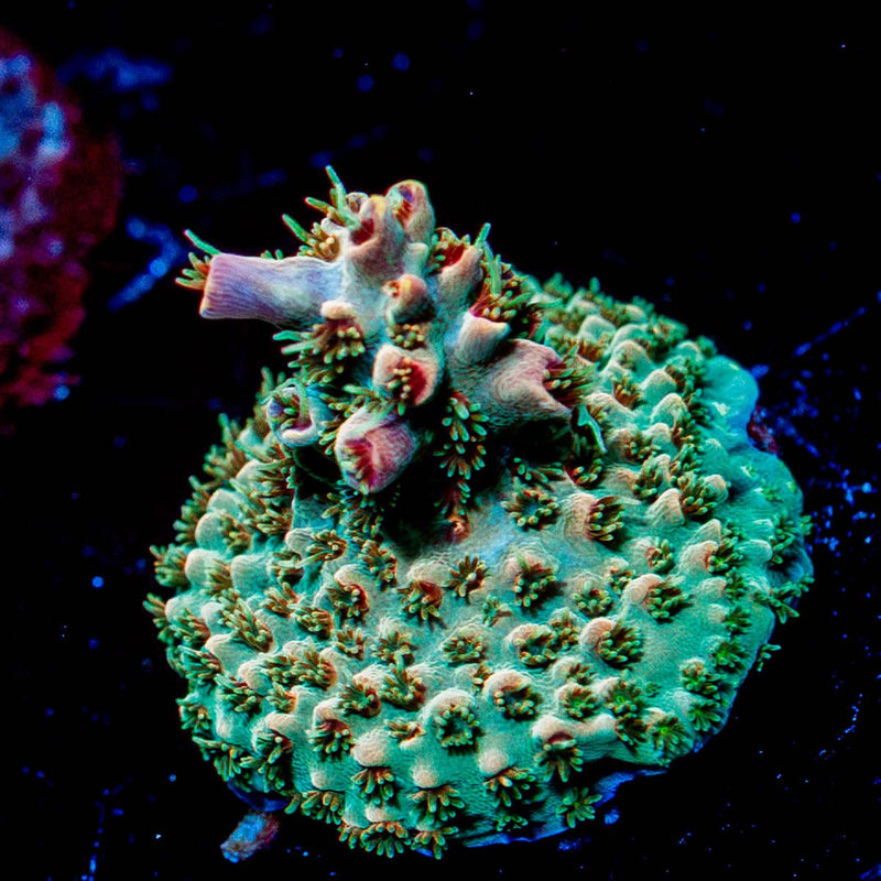 Buzz LightYear Acropora