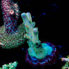 Banana Hands Acropora - riptide aquaculture llc