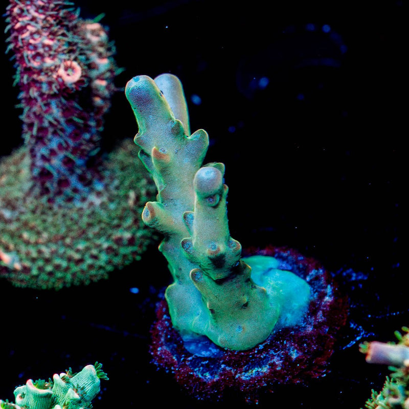 Banana Hands Acropora