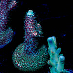 Judge Judy Milliopora - riptide aquaculture llc