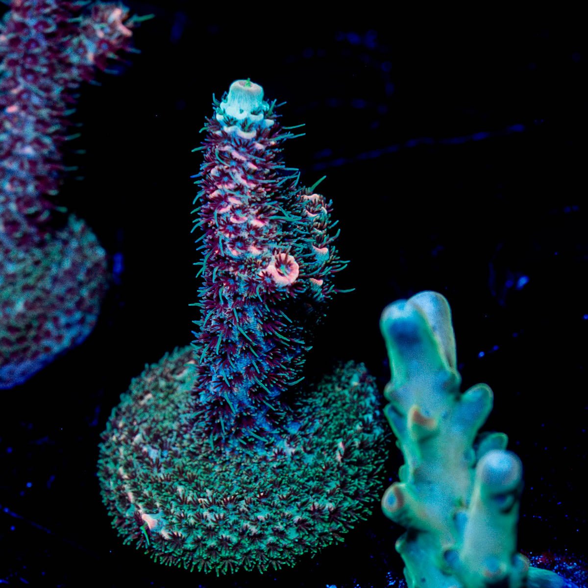 Judge Judy Milliopora - riptide aquaculture llc