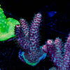 Judge Judy Milliopora - riptide aquaculture llc