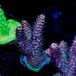 Judge Judy Milliopora - riptide aquaculture llc