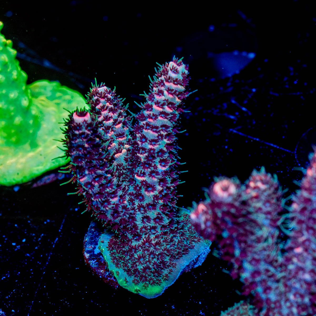 Judge Judy Milliopora - riptide aquaculture llc