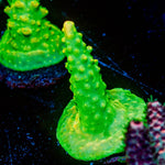 Paletta Pink Tips Acropora - riptide aquaculture llc