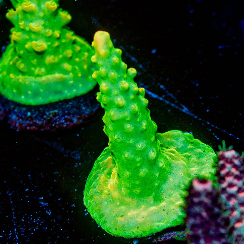 Paletta Pink Tips Acropora