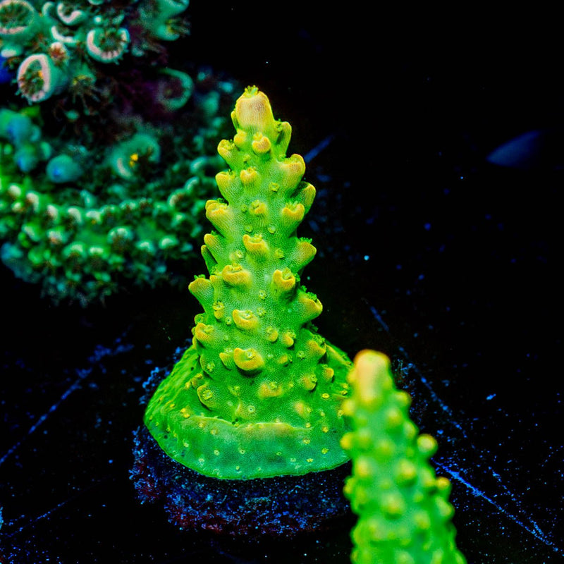 Paletta Pink Tips Acropora