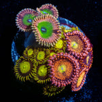 Zoanthid Combo Plug - riptide aquaculture llc