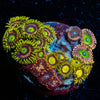 Zoanthid Combo Plug - riptide aquaculture llc