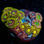 Zoanthid Combo Plug - riptide aquaculture llc