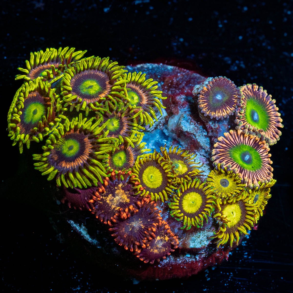 Zoanthid Combo Plug - riptide aquaculture llc