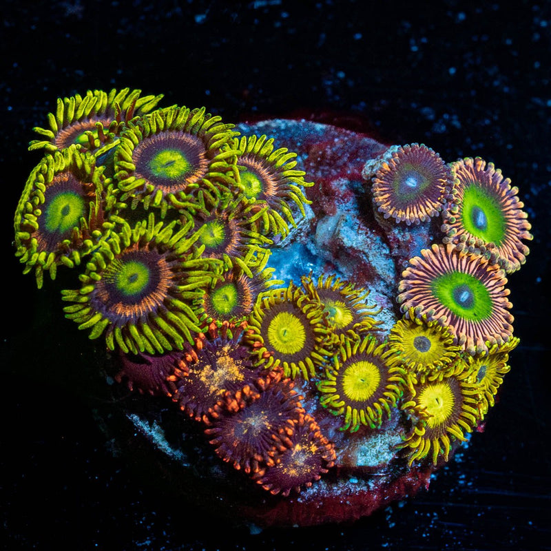 Zoanthid Combo Plug