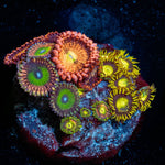 Zoanthid Combo Plug - riptide aquaculture llc